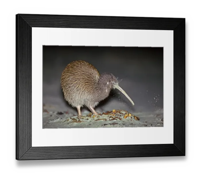 Framed Print : Stewart Island Brown Kiwi  /  Southern Tokoeka (Apteryx australis lawryi), female