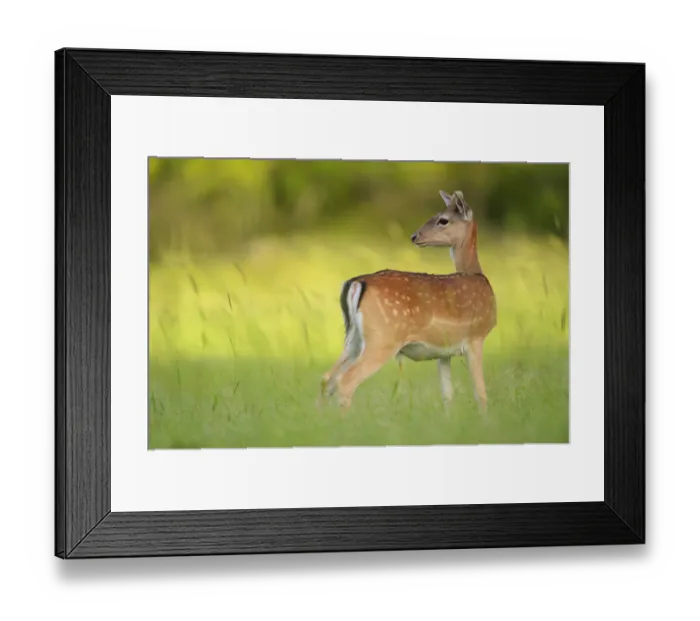 Framed Print : Fallow deer (Dama dama) male, Studen Kladenets reserve, Eastern Rhodope Mountains Framed Print : Fallow deer (Dama dama) male, Studen Kladenets reserve, Eastern Rhodope Mountains