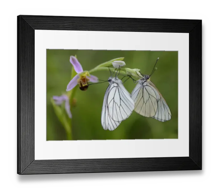 Framed Print : Woodcock orchid (Ophrys cornuta / scolopax) with mating Black veined white butterflies Framed Print : Woodcock orchid (Ophrys cornuta / scolopax) with mating Black veined white butterflies