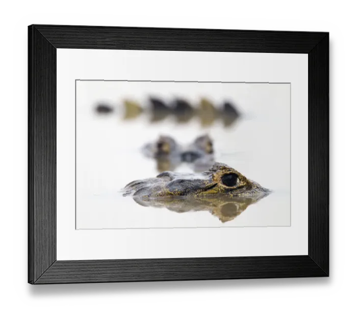 Framed Print : Spectacled caiman (Caiman crocodilus) resting in shrinking pool, Pouso Alegre lodge Framed Print : Spectacled caiman (Caiman crocodilus) resting in shrinking pool, Pouso Alegre lodge