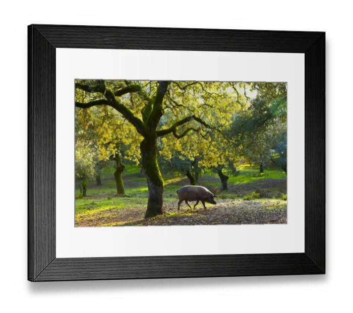 Framed Print : Iberian black pig foraging in oak woodland, Sierra de Aracena Natural Park, Huelva Framed Print : Iberian black pig foraging in oak woodland, Sierra de Aracena Natural Park, Huelva