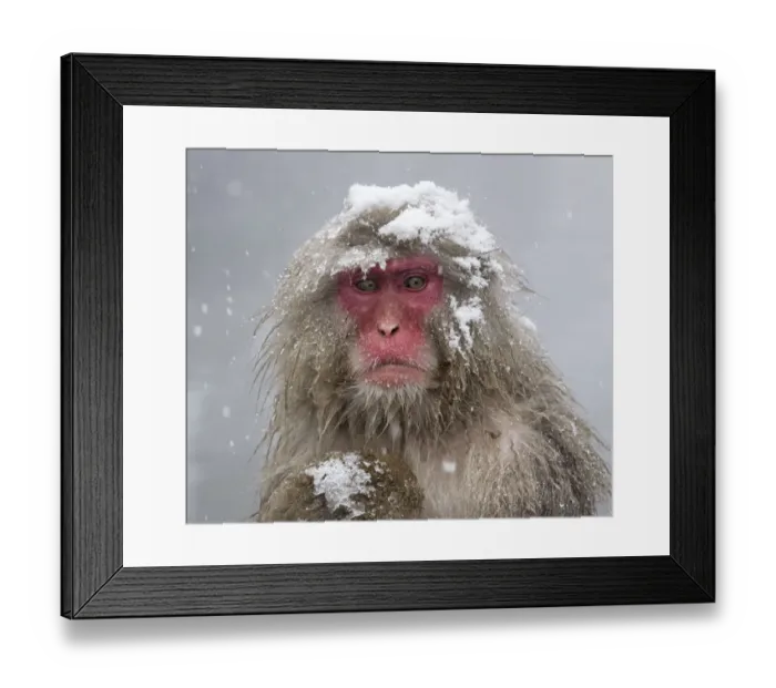 Framed Print : Japanese Macaque (Macaca fuscata) mother holding her baby in snowstorm, Jigokudani, Japan Framed Print : Japanese Macaque (Macaca fuscata) mother holding her baby in snowstorm, Jigokudani, Japan
