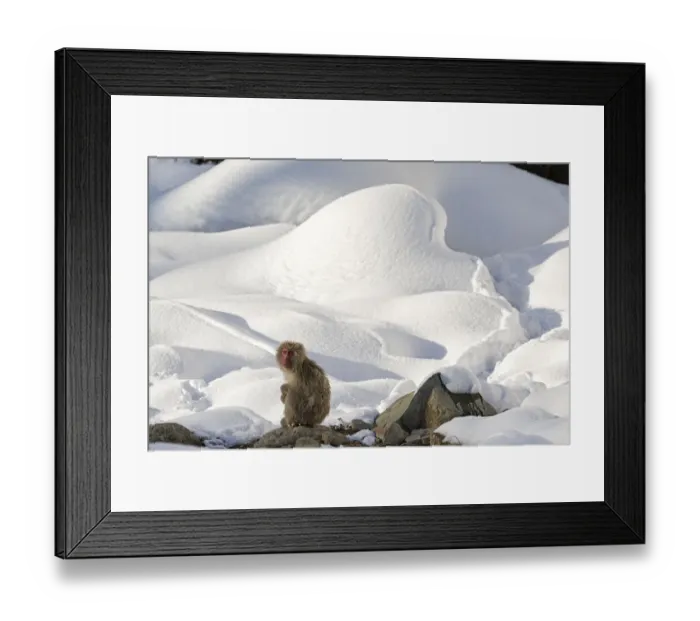Framed Print : Japanese Macaque (Macaca fuscata) perched on the open warm section of a rocky hillside Framed Print : Japanese Macaque (Macaca fuscata) perched on the open warm section of a rocky hillside