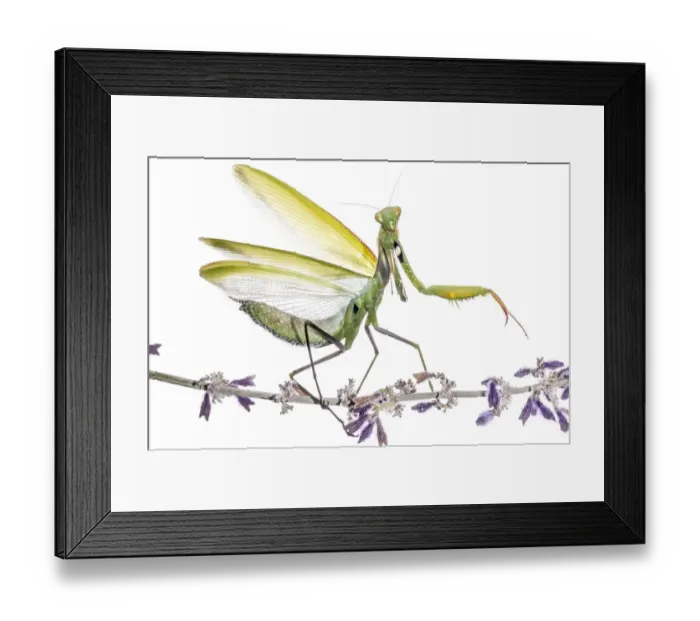 Framed Print : Praying Mantis (Mantis religiosa) defensive display on flowers, Orvieto, Italy. October Framed Print : Praying Mantis (Mantis religiosa) defensive display on flowers, Orvieto, Italy. October