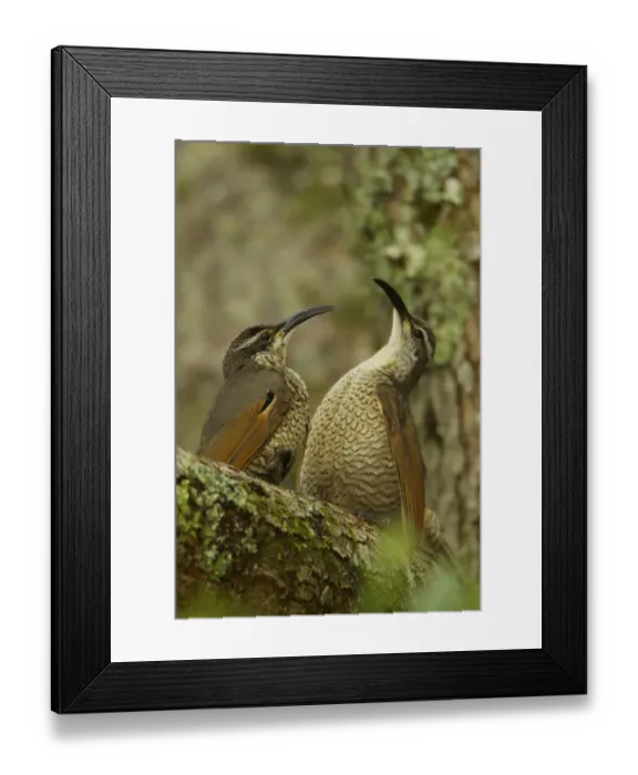 Framed Print : Paradise Riflebird (Ptiloris paradiseus) young males size each other up between practice displays Framed Print : Paradise Riflebird (Ptiloris paradiseus) young males size each other up between practice displays