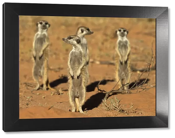 Meerkats (Suricata suricatta) standing alert, Kgalagadi Transfrontier Park, Northern Cape