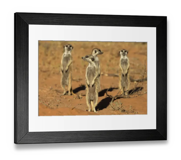 Framed Print : Meerkats (Suricata suricatta) standing alert, Kgalagadi Transfrontier Park, Northern Cape Framed Print : Meerkats (Suricata suricatta) standing alert, Kgalagadi Transfrontier Park, Northern Cape