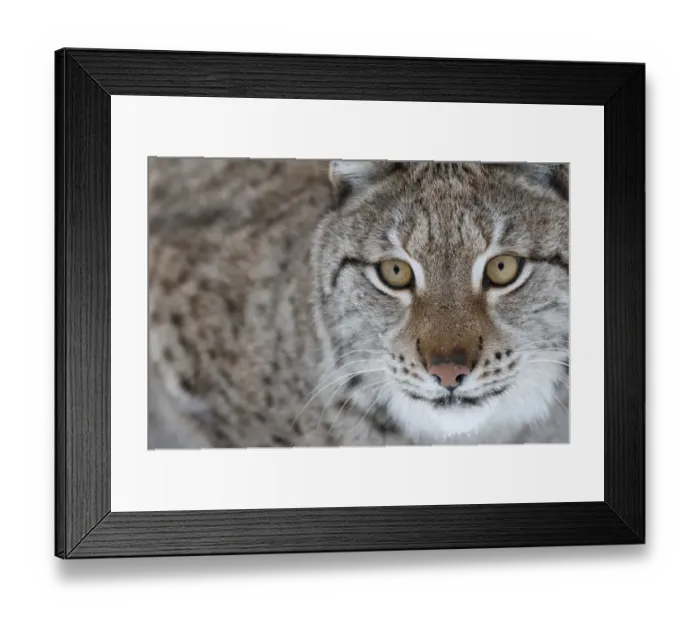 Framed Print : Portrait of a European lynx (Lynx lynx), captive, Norway, February Framed Print : Portrait of a European lynx (Lynx lynx), captive, Norway, February