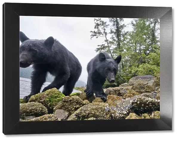 Vancouver island black bears (Ursus americanus vancouveri) taken with remote camera