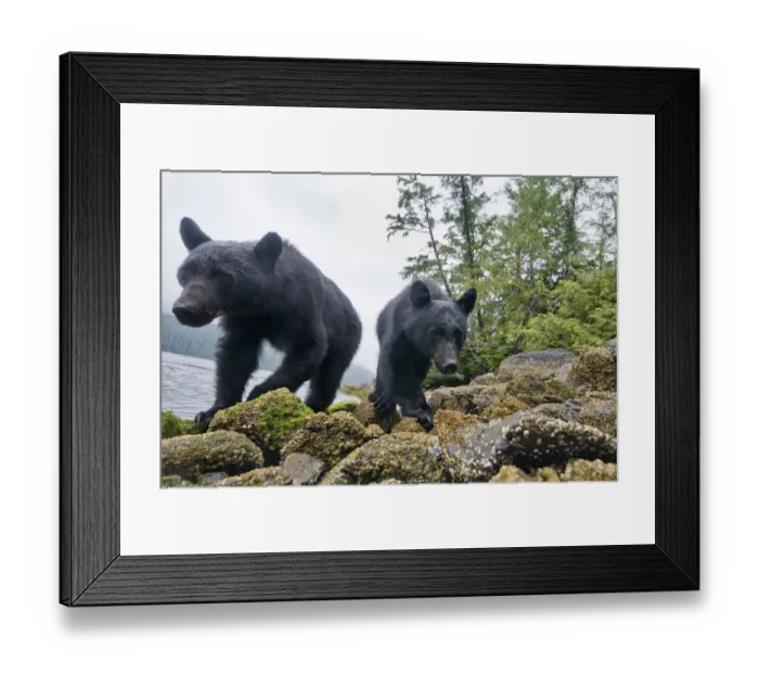 Framed Print : Vancouver island black bears (Ursus americanus vancouveri) taken with remote camera