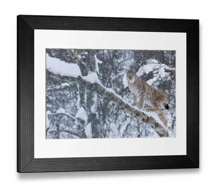 Framed Print : European lynx (Lynx lynx) climbing a tree, captive, Norway, February Framed Print : European lynx (Lynx lynx) climbing a tree, captive, Norway, February