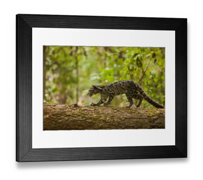 Framed Print : Clouded leopard (Neofelis nebulosa) walking along fallen tree trunk, Assam, India, captive Framed Print : Clouded leopard (Neofelis nebulosa) walking along fallen tree trunk, Assam, India, captive