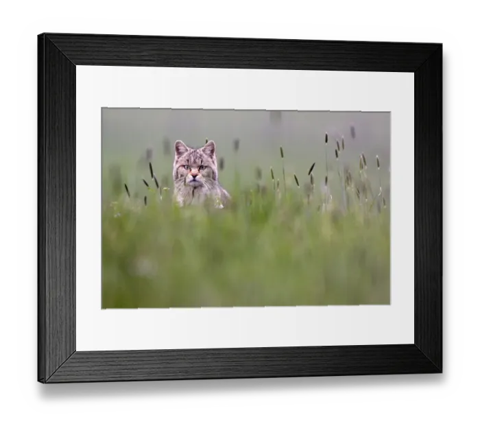 Framed Print : Wild cat (Felis silvestris) in field, Vosges, France, April Framed Print : Wild cat (Felis silvestris) in field, Vosges, France, April