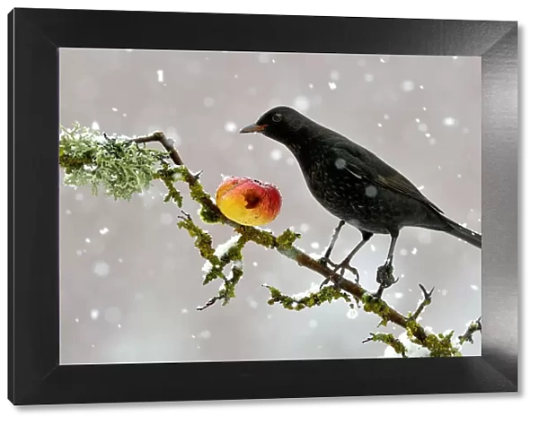 Blackbird (Turdus merula) perched on branch in winter feeding on apple, snowing, Lorraine