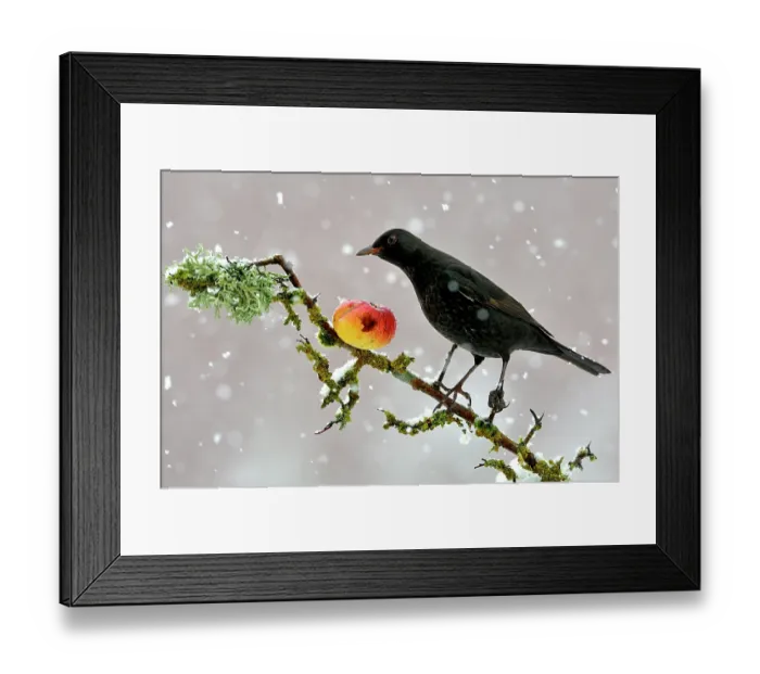 Framed Print : Blackbird (Turdus merula) perched on branch in winter feeding on apple, snowing, Lorraine, France, December Framed Print : Blackbird (Turdus merula) perched on branch in winter feeding on apple, snowing, Lorraine, France, December