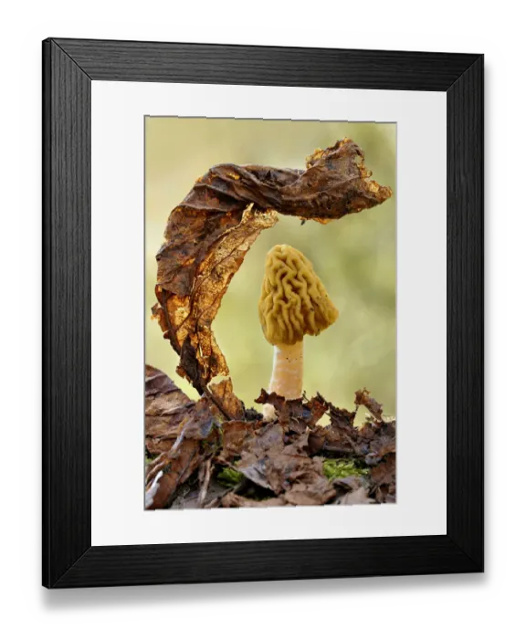 Framed Print : Morel fungus (Mitrophora semilibera) among leaf litter. Lorraine, France, March Framed Print : Morel fungus (Mitrophora semilibera) among leaf litter. Lorraine, France, March