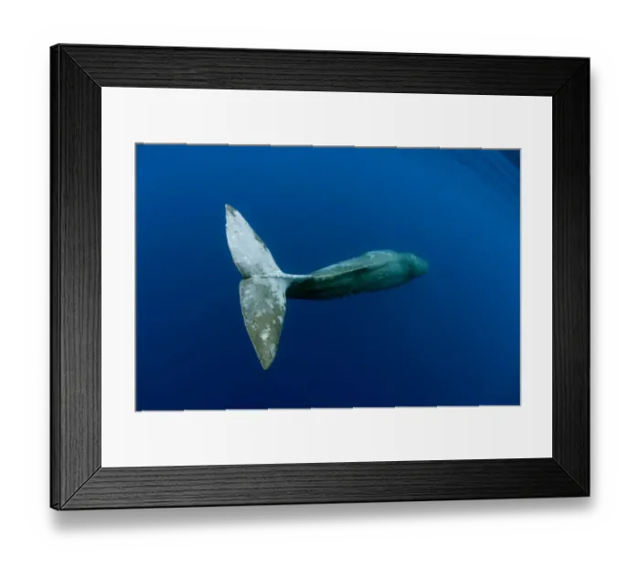 Framed Print : tail detail of Sperm Whale (Physeter macrocephalus) Pico Island, Azores, Portugal Framed Print : tail detail of Sperm Whale (Physeter macrocephalus) Pico Island, Azores, Portugal