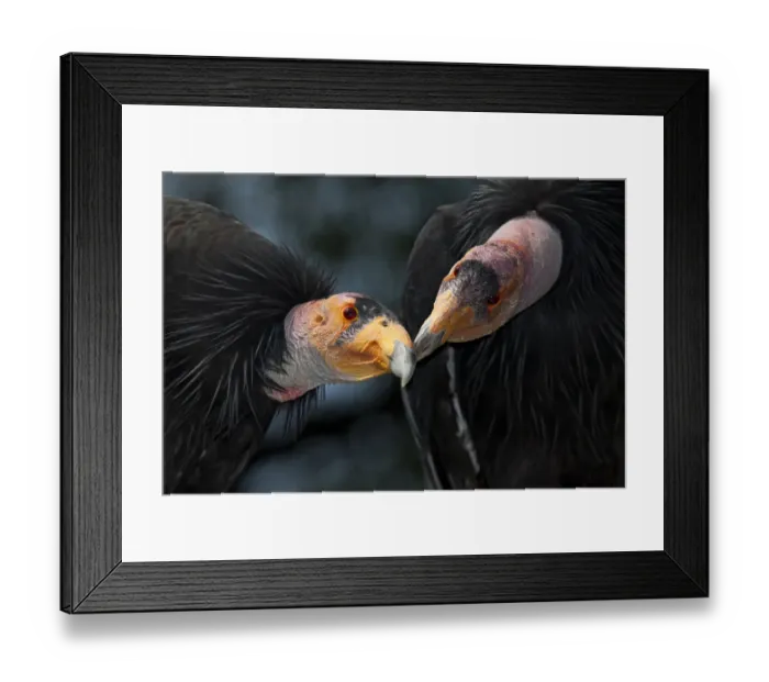 Framed Print : California condors (Gymnnogyps californicus) interacting. Captive. Endangered species