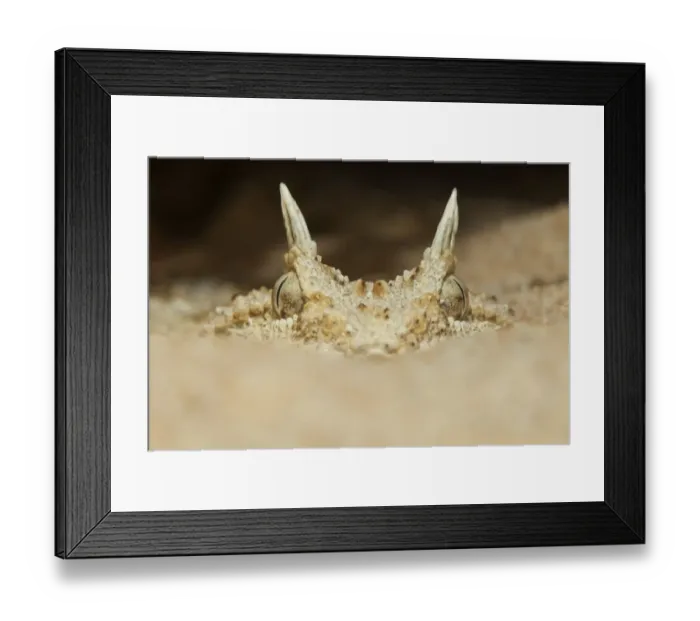 Framed Print : African horned viper (Cerastes cerastes), captive Framed Print : African horned viper (Cerastes cerastes), captive