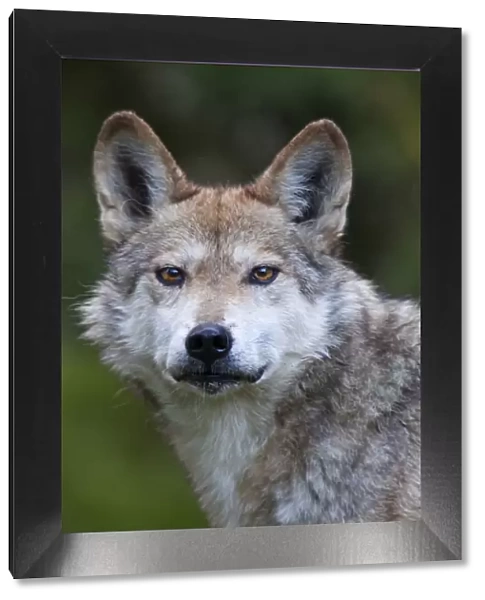 Mexican wolf (Canis lupus baileyi), Mexican subspecies, probably extinct in the wild