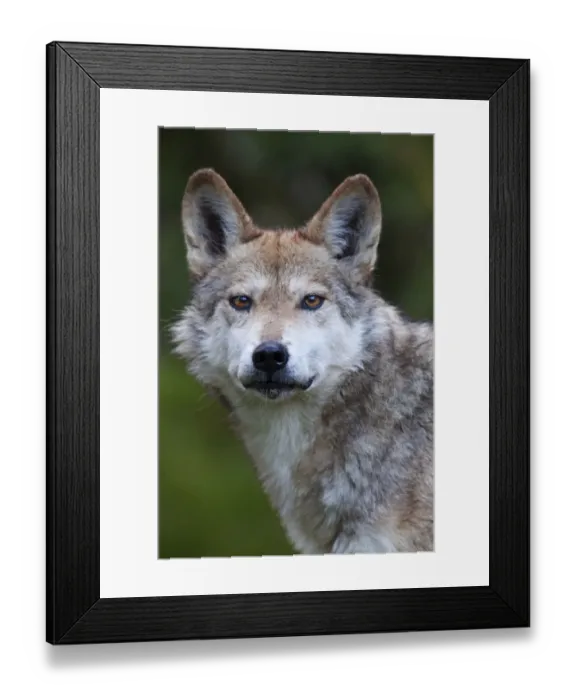 Framed Print : Mexican wolf (Canis lupus baileyi), Mexican subspecies, probably extinct in the wild Framed Print : Mexican wolf (Canis lupus baileyi), Mexican subspecies, probably extinct in the wild