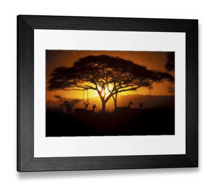 Framed Print : Herd of Impala (Aepyceros melampus) silhouetted at sunset, Ngorongoro Conservation Area Framed Print : Herd of Impala (Aepyceros melampus) silhouetted at sunset, Ngorongoro Conservation Area