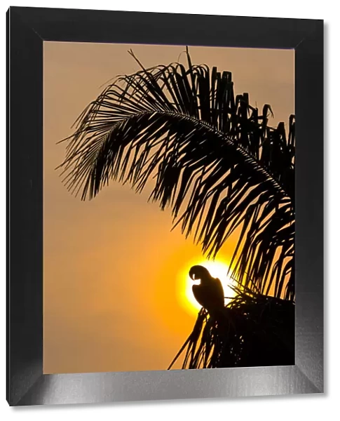 Hyacinth macaw (Anodorhynchus hyacinthinus) calling, silhouetted against the sun