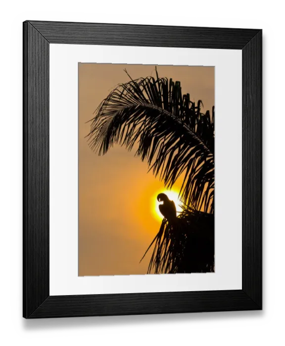 Framed Print : Hyacinth macaw (Anodorhynchus hyacinthinus) calling, silhouetted against the sun Framed Print : Hyacinth macaw (Anodorhynchus hyacinthinus) calling, silhouetted against the sun