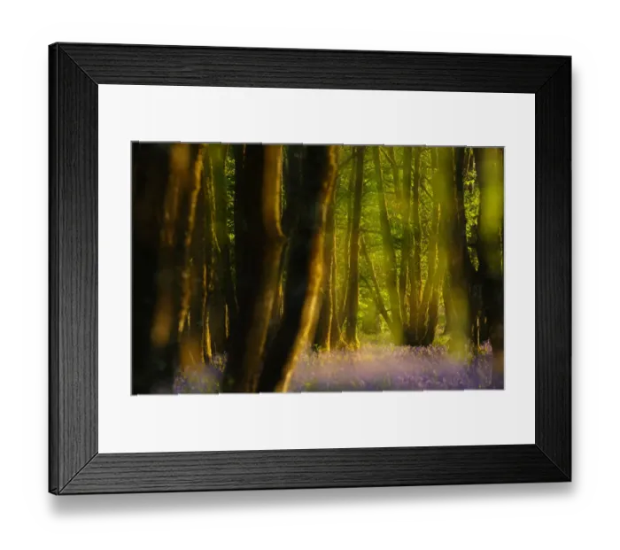 Framed Print : Alder (Alnus glutinosa) wood with bluebells (Hyacinthoides non-scripta) Multiple exposure Framed Print : Alder (Alnus glutinosa) wood with bluebells (Hyacinthoides non-scripta) Multiple exposure