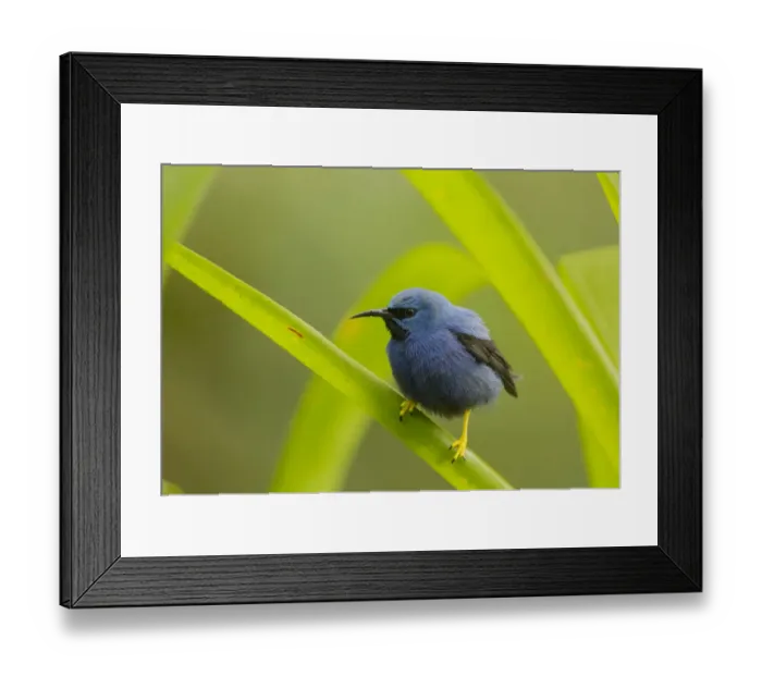 Framed Print : Shining honeycreeper (Cyanerpes lucidus) Costa Rica Framed Print : Shining honeycreeper (Cyanerpes lucidus) Costa Rica