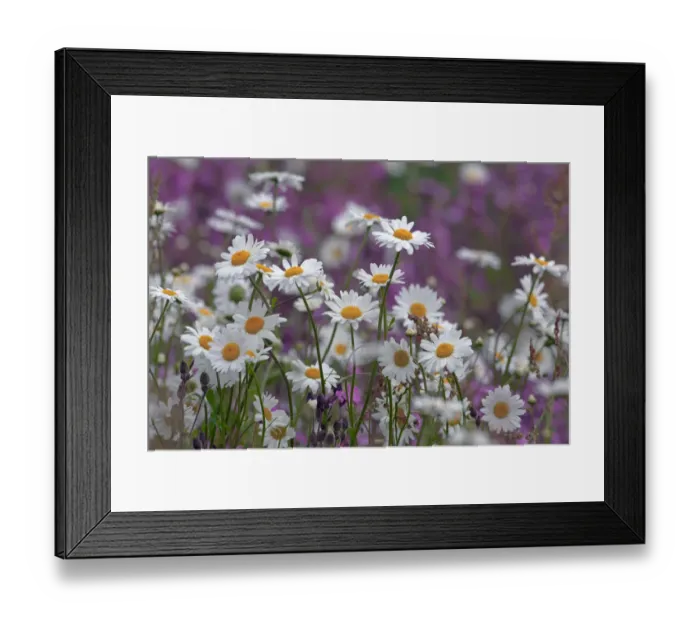 Framed Print : Red campion (Silene dioica) and Oxeye Daises (Leucanthemum vulgare) on field margin Framed Print : Red campion (Silene dioica) and Oxeye Daises (Leucanthemum vulgare) on field margin
