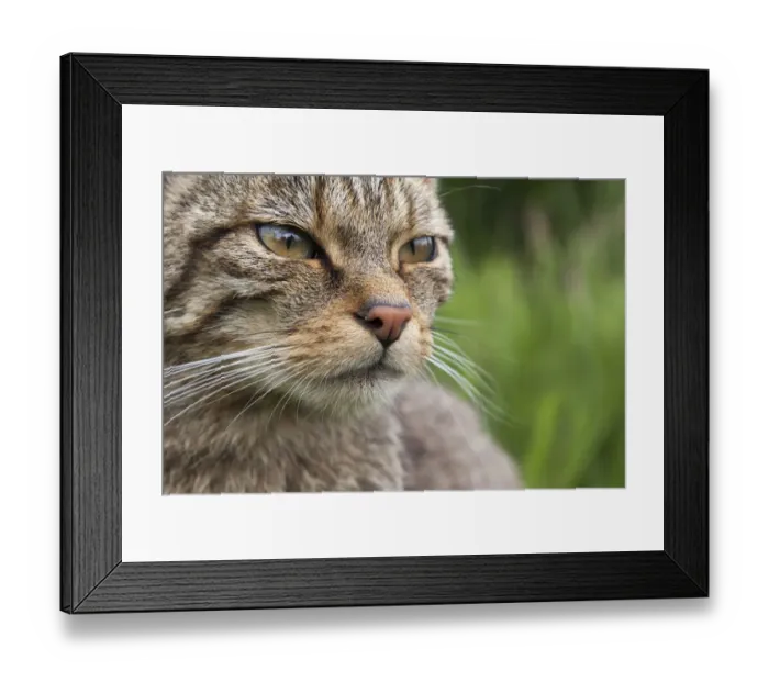 Framed Print : Scottish Wildcat (Felis sylvestris), captive, UK, June
