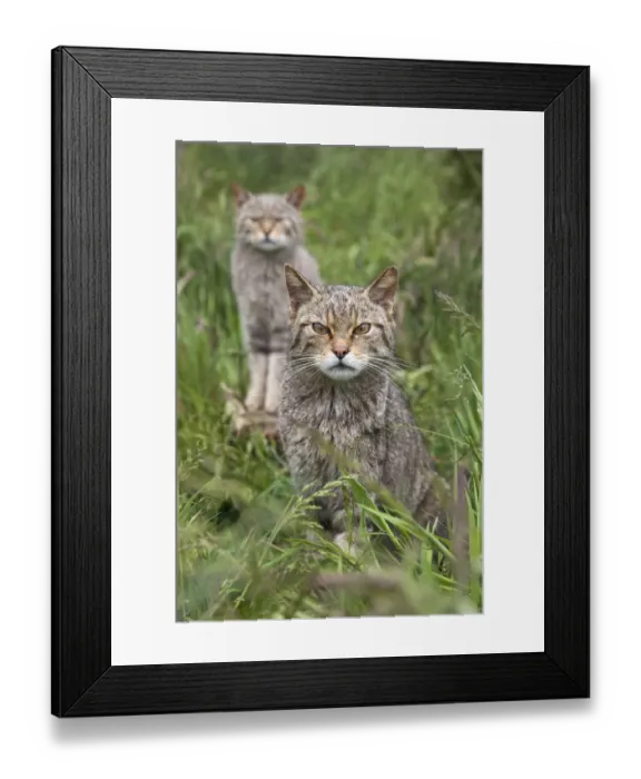 Framed Print : Scottish wildcats (Felis sylvestris), captive, UK, June Framed Print : Scottish wildcats (Felis sylvestris), captive, UK, June