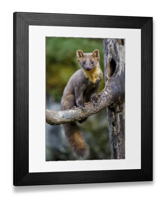 Framed Print : Pine marten (Martes martes) juvenile male sitting on branch of a dead tree outside Framed Print : Pine marten (Martes martes) juvenile male sitting on branch of a dead tree outside