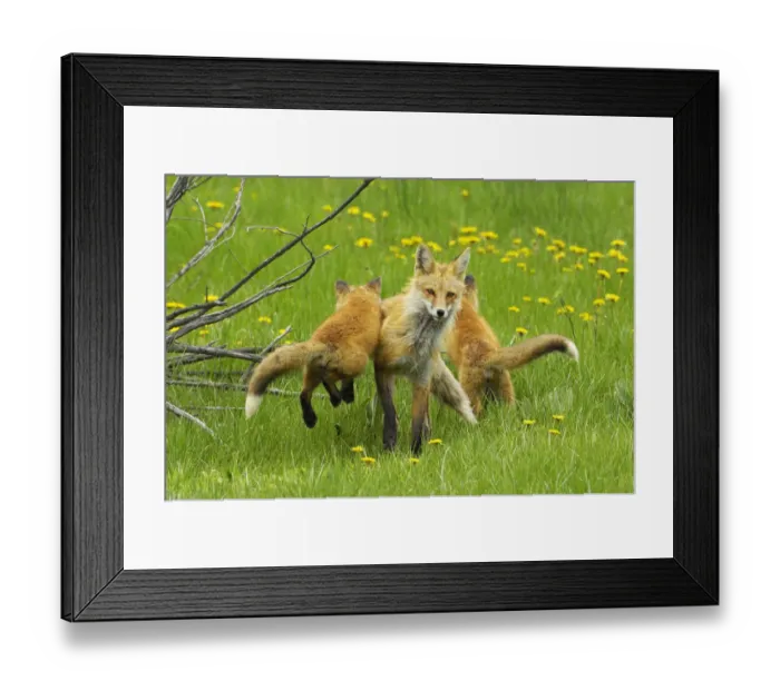Framed Print : American Red fox (Vulpes vulpes fulva) baby leaping on its disinterested mother Framed Print : American Red fox (Vulpes vulpes fulva) baby leaping on its disinterested mother
