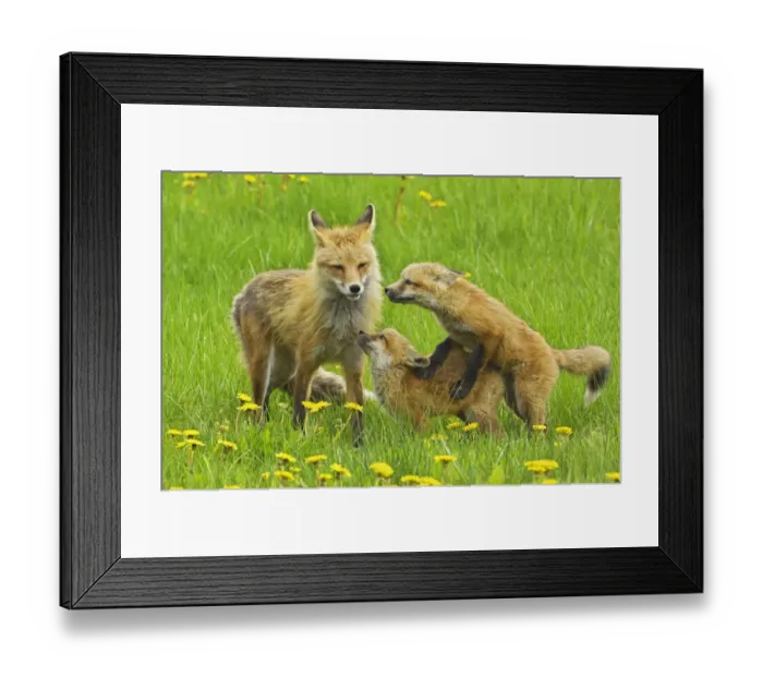Framed Print : American Red fox (Vulpes vulpes fulva) mother and two cubs playing, Grand Teton National Park Framed Print : American Red fox (Vulpes vulpes fulva) mother and two cubs playing, Grand Teton National Park