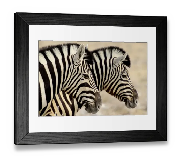 Framed Print : Burchells zebras (Equus quagga burchellii) standing side by side. Etosha NP, Namibia