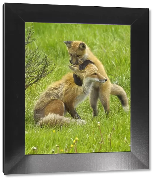 American Red fox (Vulpes vulpes fulva) baby playing with mother, Grand Teton National Park