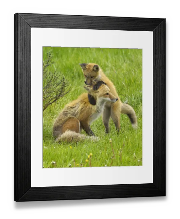 Framed Print : American Red fox (Vulpes vulpes fulva) baby playing with mother, Grand Teton National Park Framed Print : American Red fox (Vulpes vulpes fulva) baby playing with mother, Grand Teton National Park