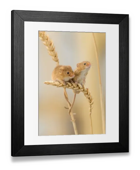 Framed Print : Harvest mice (Micromys minutus) on wheat stems, Devon, UK, July Framed Print : Harvest mice (Micromys minutus) on wheat stems, Devon, UK, July