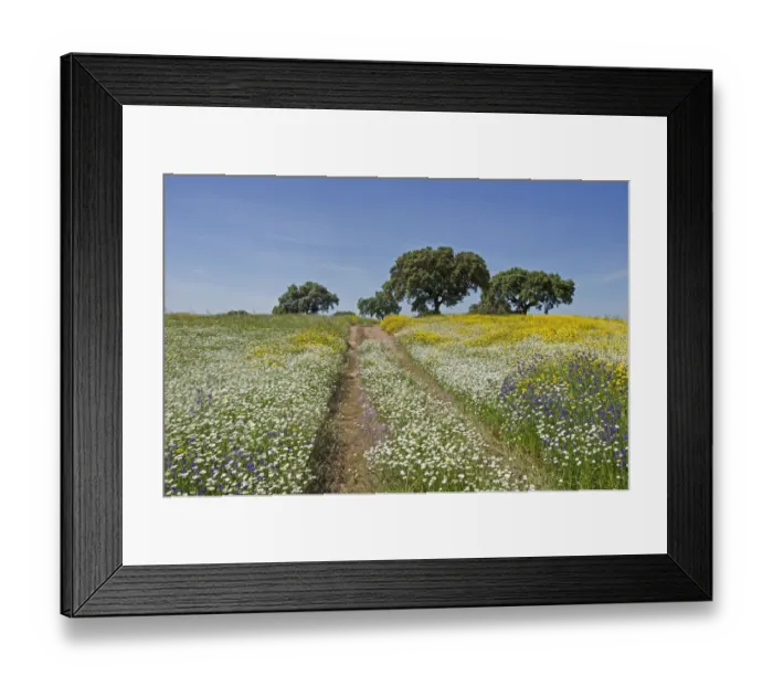 Framed Print : Cart tracks in a flowering meadow, with Cork oaks (Quercus suber) in the background Framed Print : Cart tracks in a flowering meadow, with Cork oaks (Quercus suber) in the background