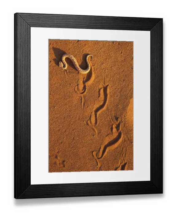 Framed Print : Peringueys adder / Sidewinding adder (Bitis peringueyi), sidewinding Framed Print : Peringueys adder / Sidewinding adder (Bitis peringueyi), sidewinding