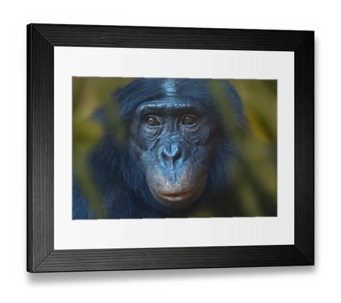 Framed Print : Bonobo (Pan paniscus) captive, portrait, occurs in the Congo Basin Framed Print : Bonobo (Pan paniscus) captive, portrait, occurs in the Congo Basin