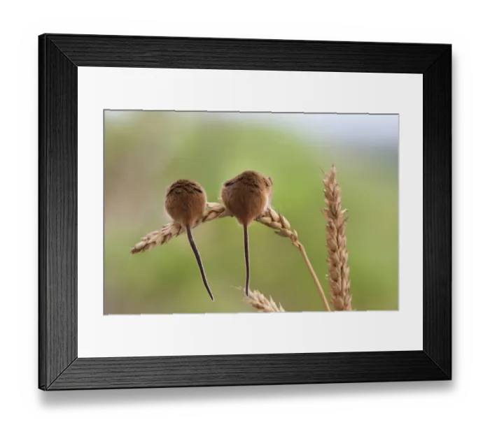 Framed Print : Harvest mice (Micromys minutus), captive, UK, June Framed Print : Harvest mice (Micromys minutus), captive, UK, June