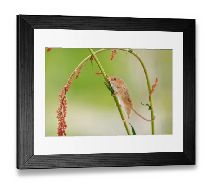 Framed Print : Harvest mouse (Micromys minutus) on stalk, West Country Wildlife Photography Centre Framed Print : Harvest mouse (Micromys minutus) on stalk, West Country Wildlife Photography Centre