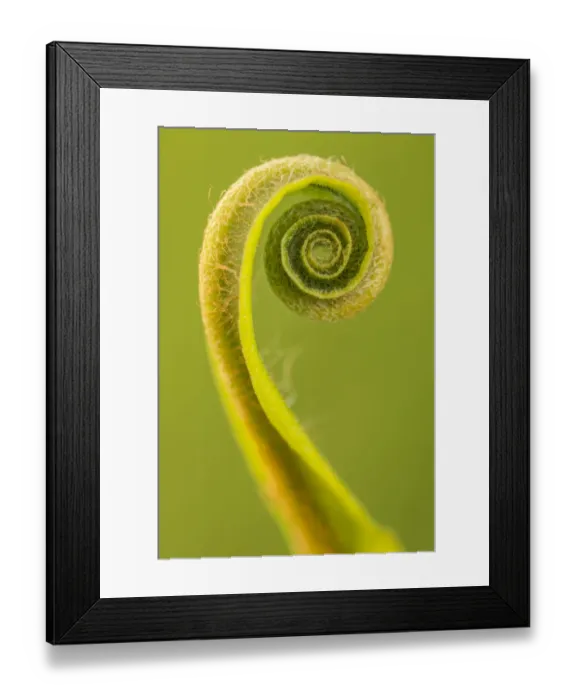 Framed Print : Harts tongue fern (Phyllitis scolopendrium) leaf unfurling, Cornwall, UK, May Framed Print : Harts tongue fern (Phyllitis scolopendrium) leaf unfurling, Cornwall, UK, May