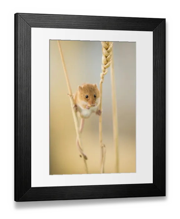 Framed Print : Harvest mouse (Micromys minutus) on wheat stem feeding, Devon, UK, July. Captive Framed Print : Harvest mouse (Micromys minutus) on wheat stem feeding, Devon, UK, July. Captive