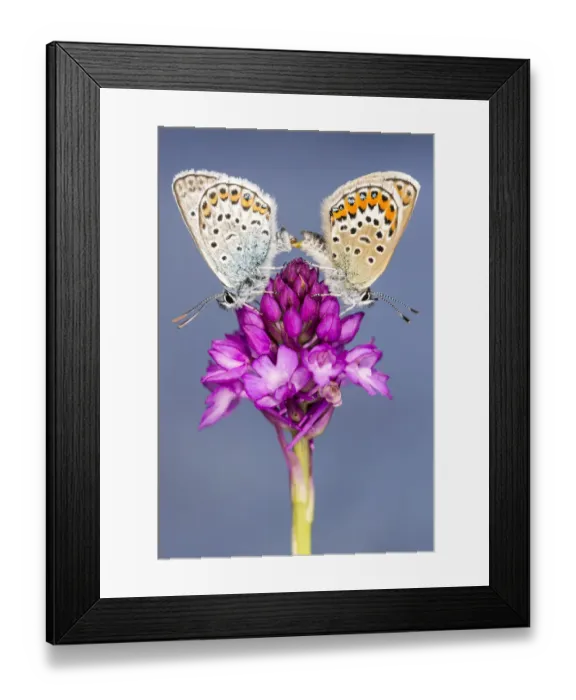 Framed Print : Silver-studded blue butterfly (Plebejus argus) pair mating, resting on a Pyrimidal orchid Framed Print : Silver-studded blue butterfly (Plebejus argus) pair mating, resting on a Pyrimidal orchid