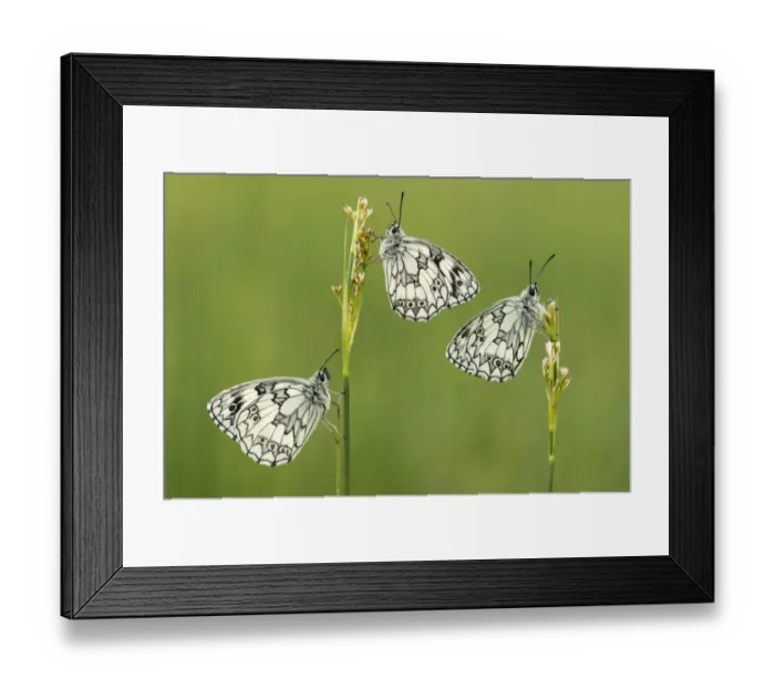 Framed Print : Three Marbled white butterflies (Melanargia galathea) resting on reeds, Devon, UK, July Framed Print : Three Marbled white butterflies (Melanargia galathea) resting on reeds, Devon, UK, July
