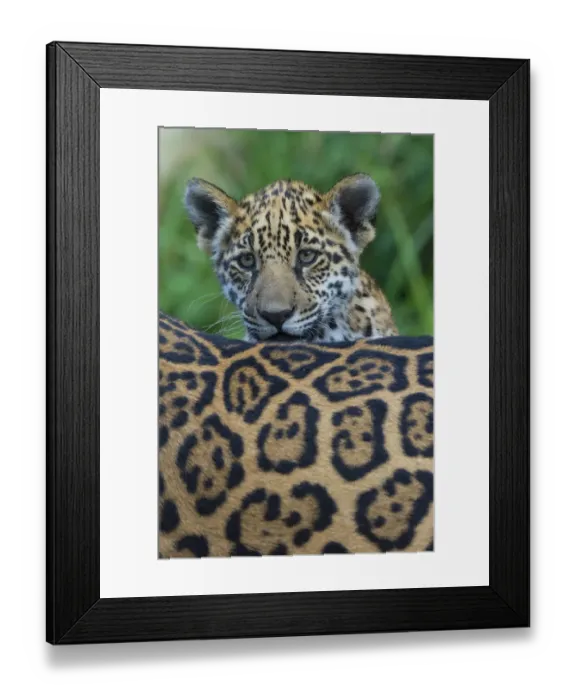 Framed Print : Jaguar (Panthera onca) cub looking over its mothers back, captive, occurs in Southern Framed Print : Jaguar (Panthera onca) cub looking over its mothers back, captive, occurs in Southern